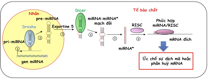 MicroRNA - những hứa hẹn trong cuộc chiến chống ung thư