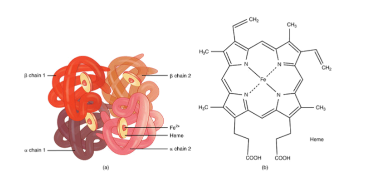 Hemoglobin (Huyết sắc tố)