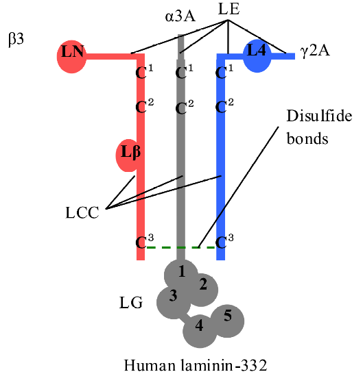 Disulfide bond formation of heterodimer and heterotrimer of human laminin-332 coiled-coil domains