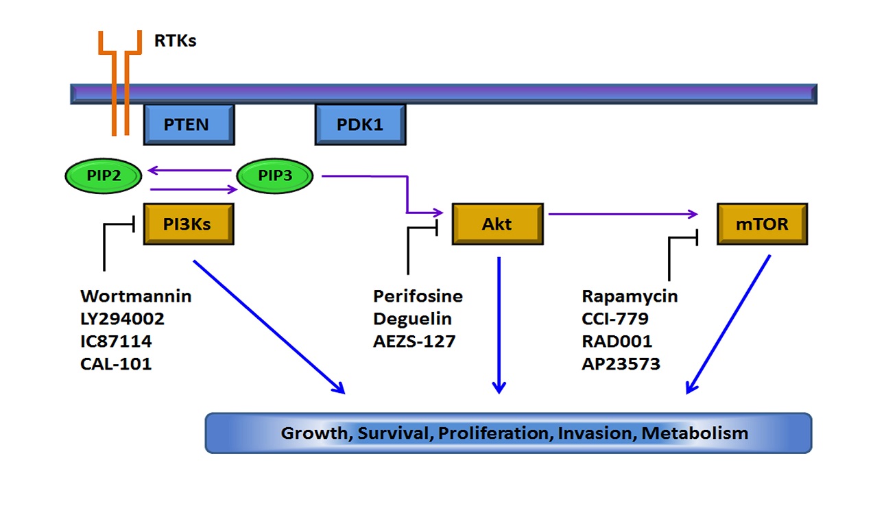 Targeting PI3K/AKT/mTOR signaling in Acute Myeloid Leukemia