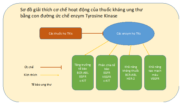 Khả năng ức chế enzym Tyrosine Kinase của các thuốc họ TKIs