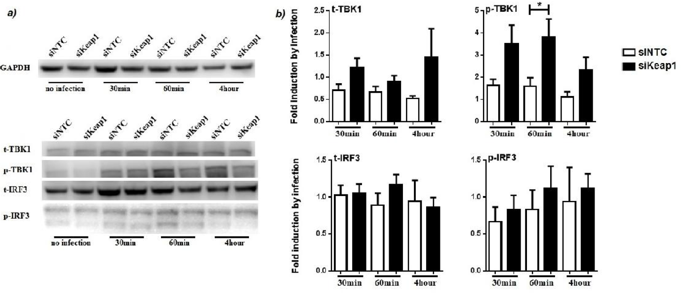 Keap1 negatively regulates inflammatory signalling in M.avium infected primary human macrophages