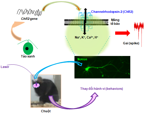 Optogenetics- Từ tảo xanh đến kỹ thuật đột phá trong thần kinh học và sinh học tế bào