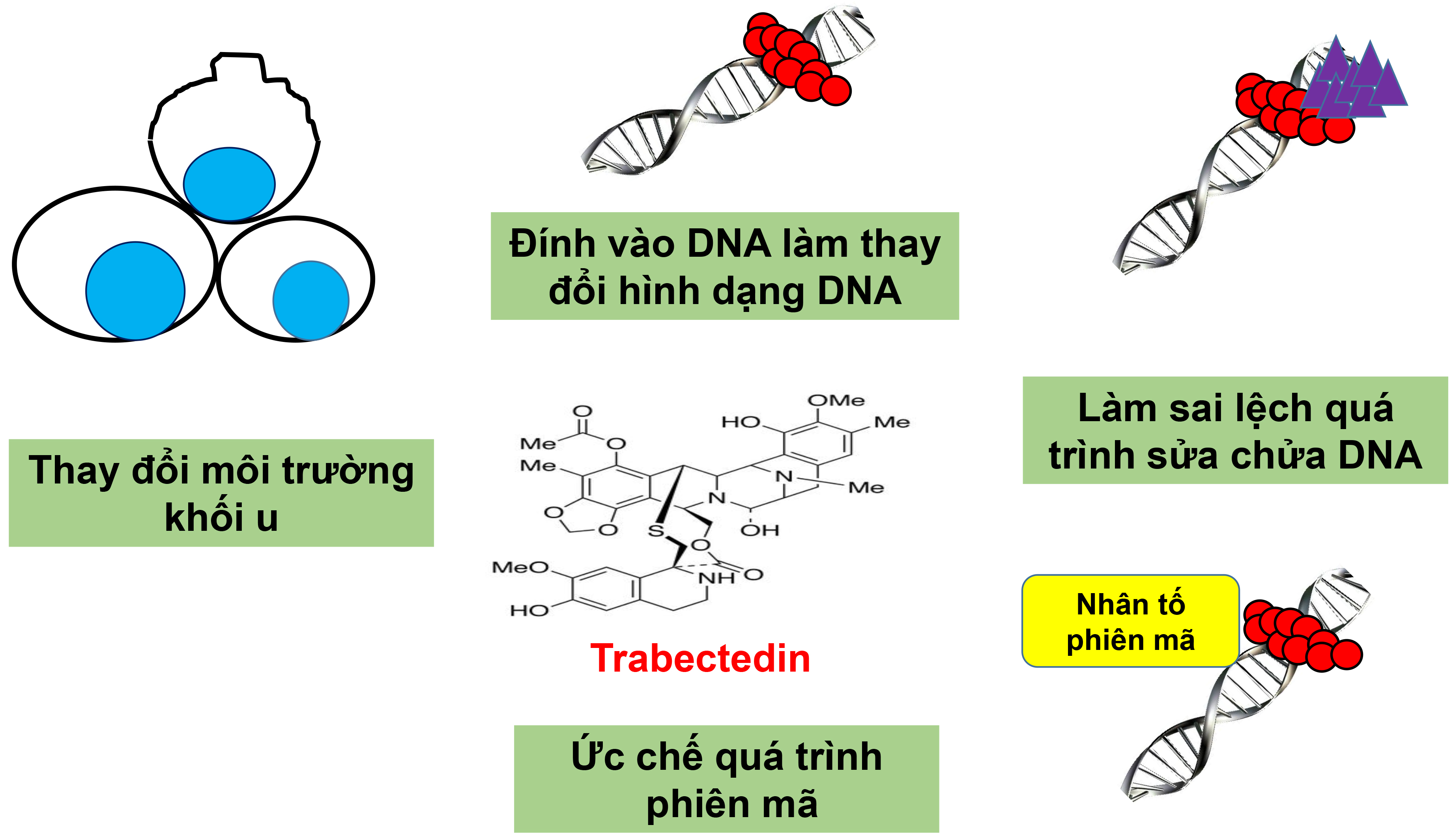 Hợp chất thiên nhiên trong hóa trị ung thư