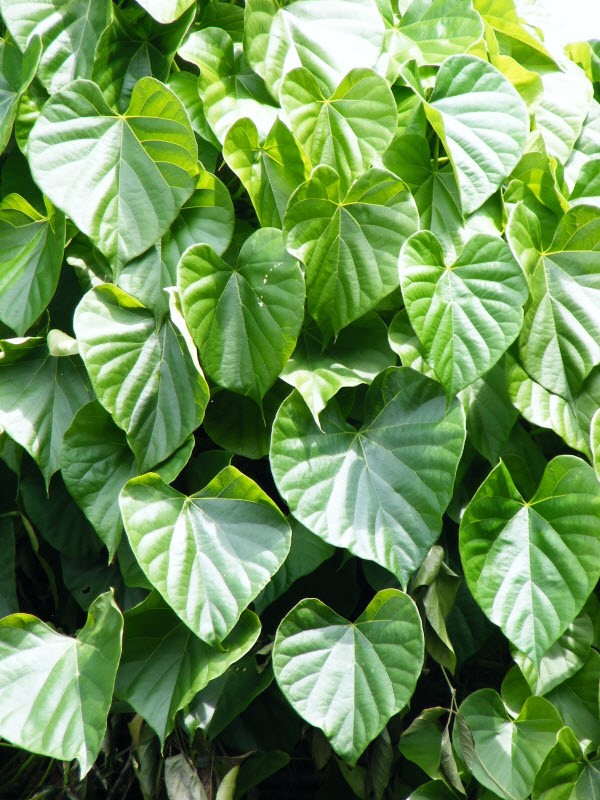 Tác dụng kháng ung thư của dây thần thông  (Tinospora cordifolia (Willd.) Miers)