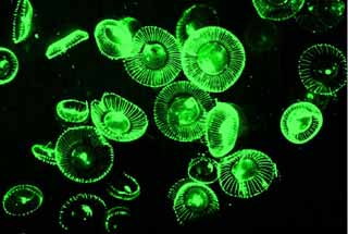Nobel hóa học 2008 - Kỳ 1: Lửa, bóng đèn và GFP (Green fluorescent protein)