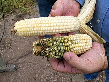 So sánh giữa ngô Bt và ngô thường