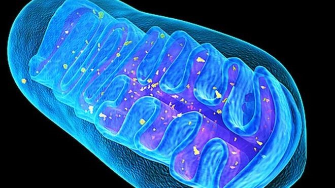 DNA ty thể có thể di truyền từ cha sang con