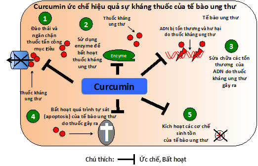 Curcumin ức chế sự kháng thuốc và di căn của tế bào ung thư