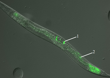 Caenorhabditis elegans – động vật mô hình trong nghiên cứu Sinh học phân tử
