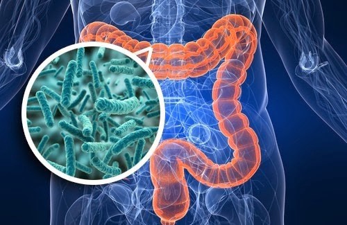 Vai trò của hệ tạp khuẩn đường ruột trong điều trị ung thư