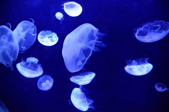 Giấc ngủ có thật sự cần thiết? Hãy hỏi loài sứa