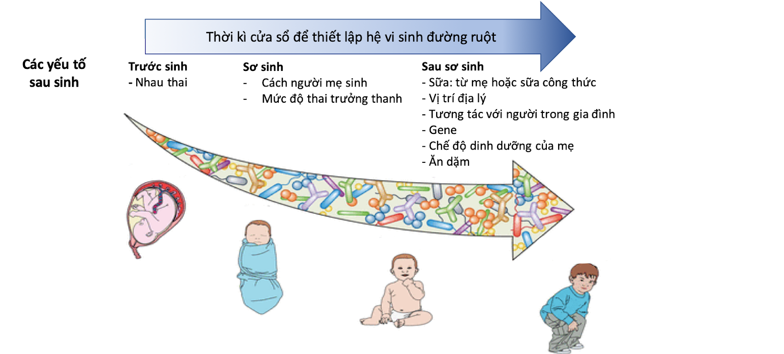 QUÁ TRÌNH THIẾT LẬP VÀ PHÁT TRIỂN CỦA HỆ VI SINH ĐƯỜNG RUỘT VAI TRÒ QUAN TRỌNG CỦA NGƯỜI MẸ (Phần 1)